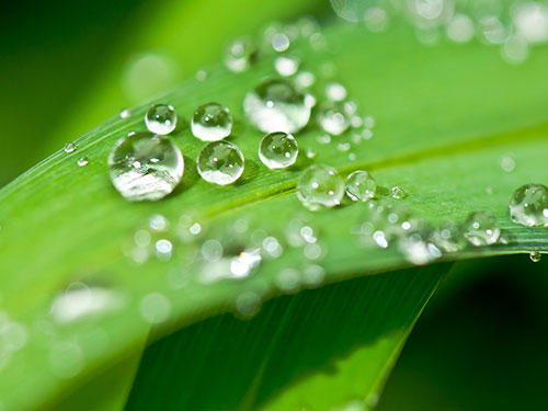 Gouttes d'eau sur feuille - A l'Essentielle - cabinet de thérapies naturelles lausanne - phytothérapie
